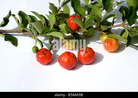 Close-up di bacche di acerola (Malpighia glabra) su sfondo bianco Foto Stock