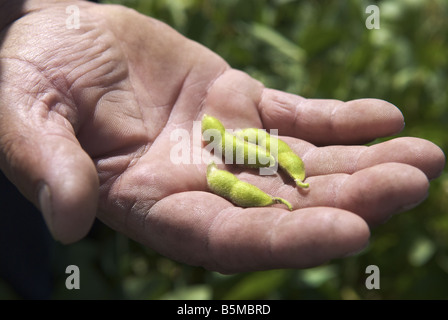 Un maschio di mano azienda baccelli di soia in un campo Foto Stock