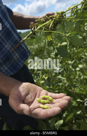 Un maschio di mano azienda baccelli di soia in un campo Foto Stock