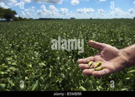 Un maschio di mano azienda baccelli di soia in un campo Foto Stock