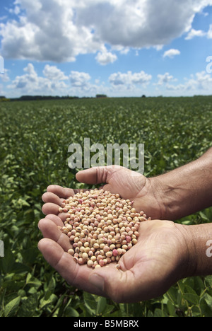 Un uomo con le mani in mano tenendo i fagioli di soia in un campo Foto Stock