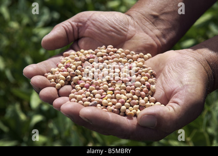 Un uomo con le mani in mano tenendo i fagioli di soia in un campo Foto Stock