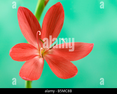 Schizostylis coccinea Professor Barnard Foto Stock