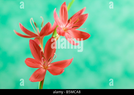 Schizostylis coccinea Professor Barnard Foto Stock