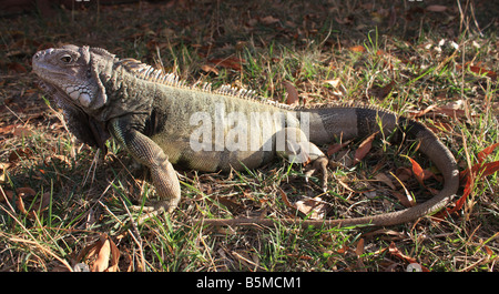 Stati Uniti d'America. Foto di stock di un verde iguana. Foto Stock