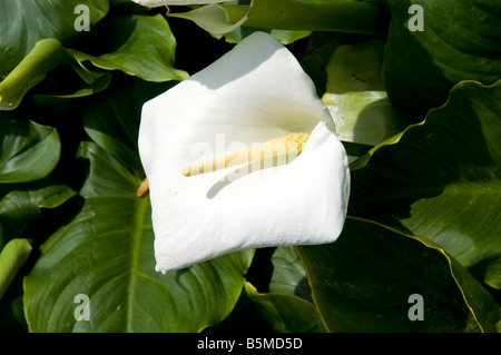 Zantedeschia aethiopica 'Crowborough' Foto Stock