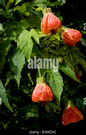 Rosso indiano di vena malva (Abutilon Pictun) Fiori Foto Stock