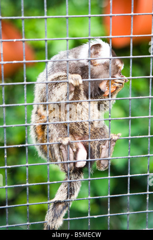 Un comune marmoset in cattività di mangiare un pezzo di frutta Foto Stock