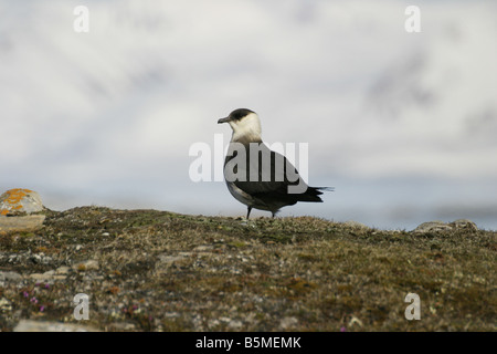 Arctic Skua, Stercorarius parasiticus, fase pallido Foto Stock