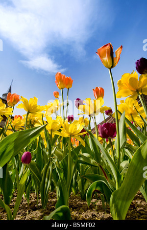 Un letto floreale con giallo arancione e viola tulipani e narcisi contro un cielo blu Foto Stock