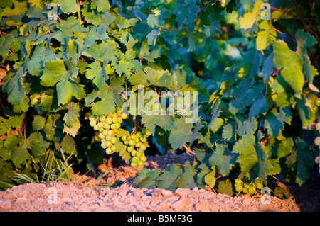 Le uve di moscato conosciuto localmente come uve zibibbo, isola di Pantelleria, Sicilia, Italia. Foto Stock