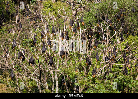 Colonia di Testa Grigia volpi volanti, Pteropus poliocephalus. Questi pipistrelli sono endemiche in Australia e sono elencati come una specie vulnerabili Foto Stock