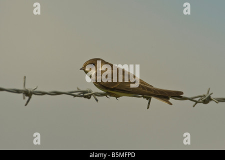 Sabbia Martin (Riparia Riparia) appollaiato sul filo spinato, Welney, Norfolk, Inghilterra, Regno Unito Foto Stock