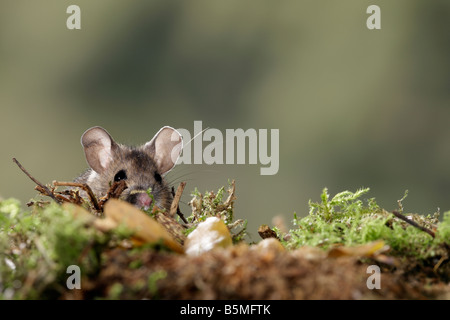 Giallo-Mouse a collo alto Apodemus flavicollis cercando alert Potton Bedfordshire Foto Stock