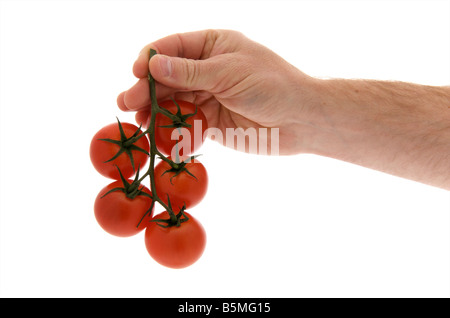 Mans diritto maschio mano tesa azienda vitigno coltivato i pomodori contro uno sfondo bianco Foto Stock