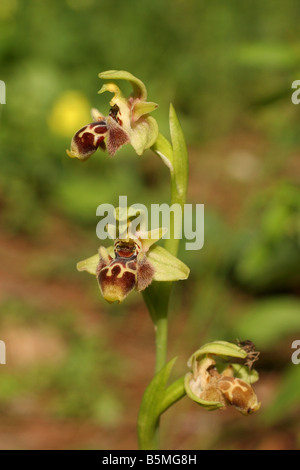 Carmelo Bee Orchid Ophrys carmeli Israele PRIMAVERA MARZO 2007 Foto Stock