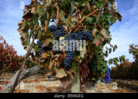 Vitigni Temptanillo a Mauro vigna in Tudela del Duero Spagna. Foto Stock