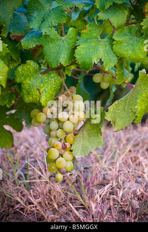 Le uve di moscato conosciuto localmente come uve zibibbo, isola di Pantelleria, Sicilia, Italia. Foto Stock