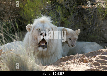 Leone bianco maschio e cub Foto Stock