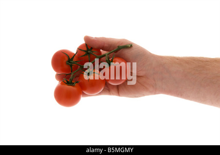 Mans diritto maschio mano tesa azienda vitigno coltivato i pomodori contro uno sfondo bianco Foto Stock