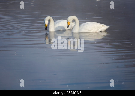 Hokkaido in Giappone Whooper cigni Cygnus cygnus swiming nel nebbioso aprire le acque del lago ghiacciato di Kussharo Akan National Park Foto Stock