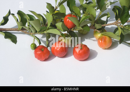 Close-up di bacche di acerola (Malpighia glabra) su sfondo bianco Foto Stock