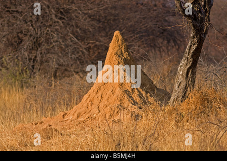 Termite Mound, il Parco Nazionale di Etosha, Namibia. Foto Stock