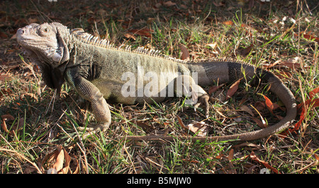 Stati Uniti d'America. Foto di stock di un verde iguana. Foto Stock