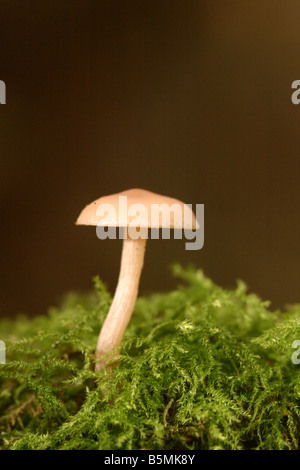 Hypholoma specie di funghi che crescono su albero caduto Foto Stock