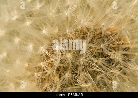 In prossimità di un comune tarassaco (Taraxacum officinale) sementi di testa o di clock, Cambridgeshire, England, Regno Unito Foto Stock
