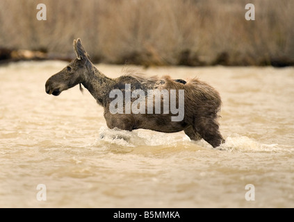 Alci, Alces alces, mucca, Grand Teton National Park, la molla ,Wyoming, Stati Uniti Foto Stock