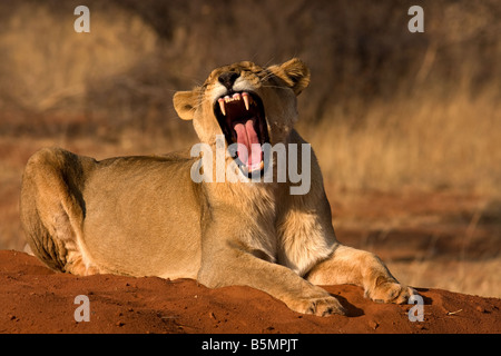 Leonessa a sbadigliare,Parco Nazionale Etosha,Namibia,Africa Foto Stock