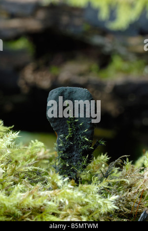 Dita di Dead Man Xylaria polimorfa, Galles, Regno Unito. Foto Stock