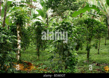 Ombra-cresciuto caffè organico molto a Finca Esperanza Verde plantation vicino a Matagalpa, Nicaragua Foto Stock