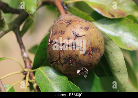 Coriacea frutto ROT Phytophthora syringae su pera Foto Stock