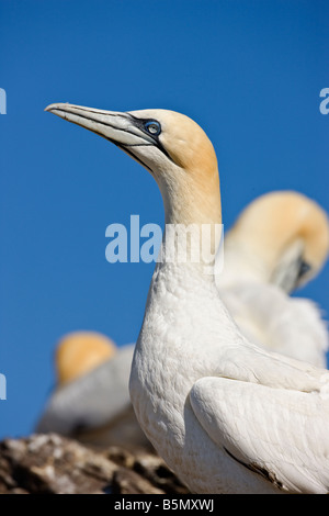 Morus bassanus, Gannett. Bass Rock, Scozia Foto Stock