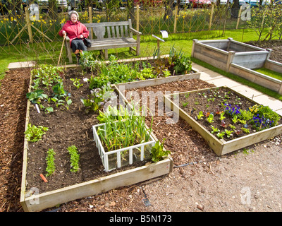 Sollevate i letti con verdura e piantine di erbe e piante in Primavera Foto Stock