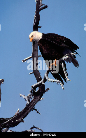 Aquila calva Haliaeetus leucocephalus Tule Lago NWR California USA Foto Stock