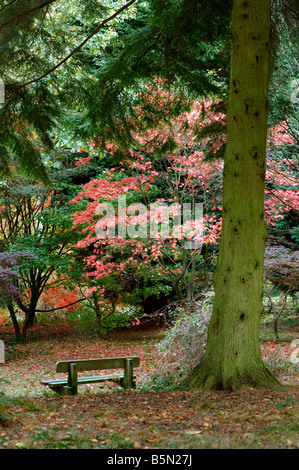 Acer palmatum in colore di autunno Foto Stock