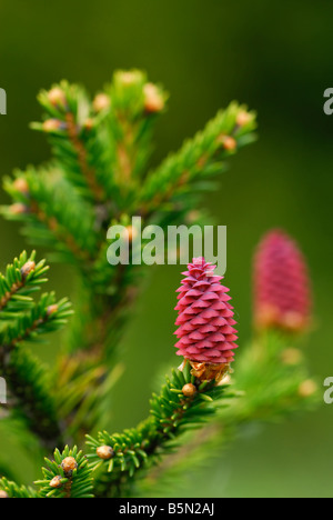 Fresca coni fir su una filiale di piccole dimensioni Foto Stock