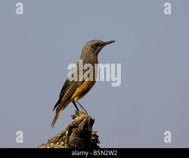 Short-toed Rock Tordo,Etosha Foto Stock