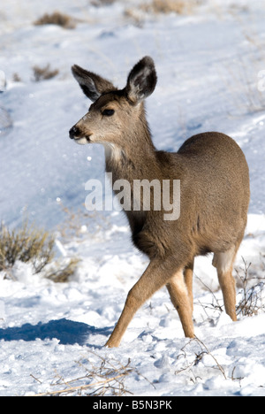 Mule Deer Odocoileus hemionus grandi dune di sabbia N P Colorado USA Foto Stock