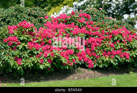 Rosso brillante rhodendron bush in piena fioritura Foto Stock