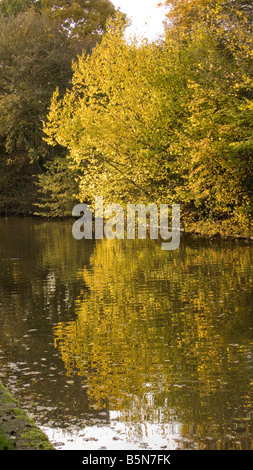 bosco autunnale Foto Stock