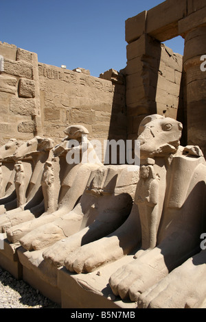Il Viale degli arieti intitolata Sphinx tempio di Amon, Karnak Luxor Egitto Foto Stock