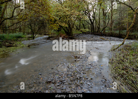 Sistema fluviale nel bosco zona buffer riducendo la portata a valle e il rischio di inondazioni, Fiume Wyre, Wales, Regno Unito. Foto Stock