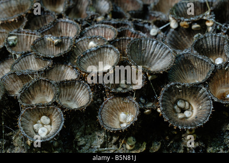 Cyathus striatus, funghi 'Bird's Nest', Galles, Regno Unito Foto Stock