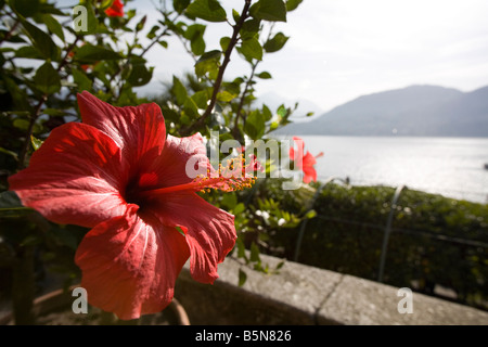 Villa Carlotta giardino botanico, Tremezzo, Como, Italia Foto Stock