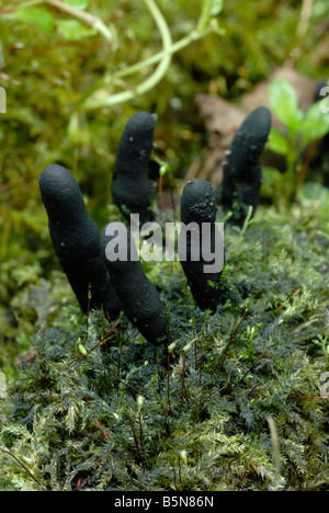 Dita di Dead Man Xylaria polimorfa, Galles, Regno Unito Foto Stock