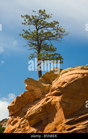 Sion pino in cima al red rock contro il cielo blu e nuvole bianche Foto Stock